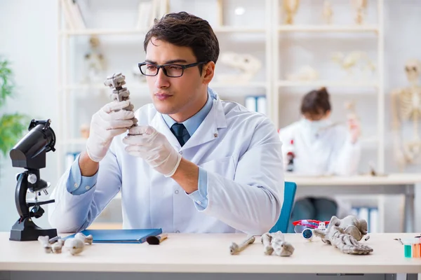 研究室で人骨学を学ぶ教授 — ストック写真
