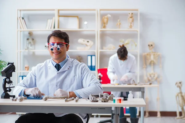 研究室で人骨学を学ぶ教授 — ストック写真