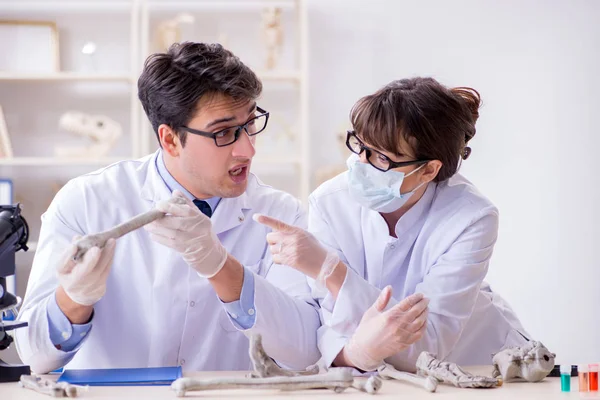 Profesör laboratuvarda insan iskeletini inceliyor.