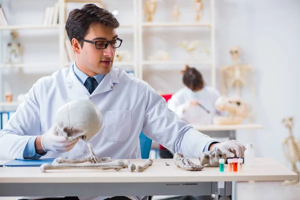 Professor estudando esqueleto humano em laboratório — Fotografia de Stock