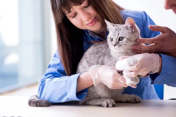 Kočičí vyšetření na veterinární klinice — Stock fotografie