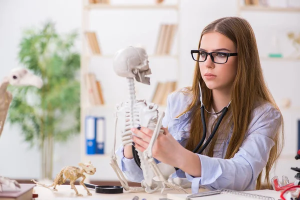 Student sedí ve třídě a studuje kostru — Stock fotografie