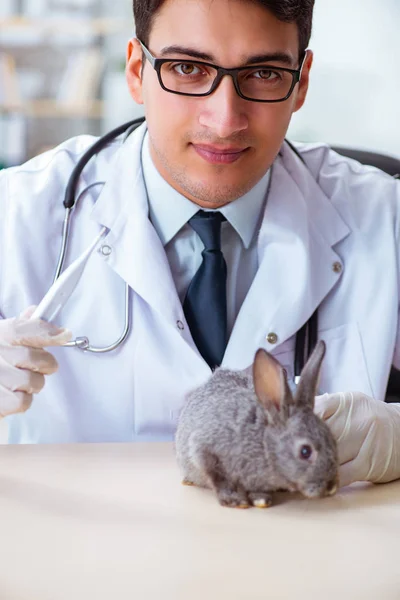 Médico veterano a verificar o coelho na clínica. — Fotografia de Stock