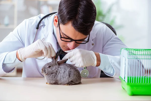 Vet doctor checking up rabbit in his clinic — Stock Photo, Image