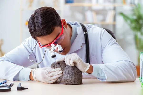 Scientist doing testing on animals rabbit — Stock Photo, Image