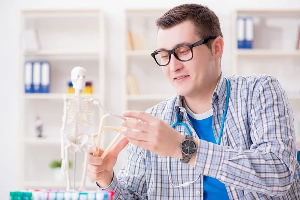 Medizinstudent untersucht Skelett im Hörsaal während Vorlesung — Stockfoto