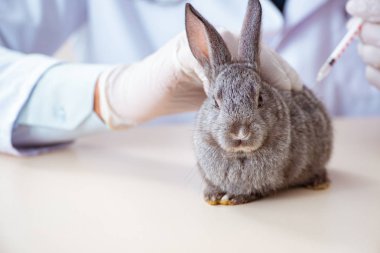 Veteriner doktor kliniğinde tavşanı kontrol ediyor.