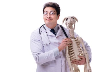 Beyaz arka plan üzerinde izole köpek iskeleti ile doktor