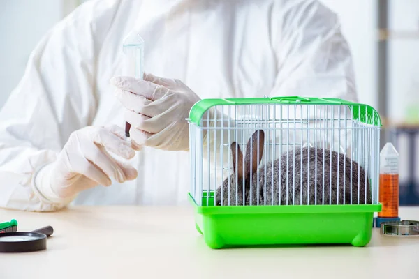 Вчений робить тестування на кролика тварин — стокове фото