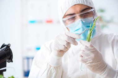 Bitkiler üzerinde çalışan erkek biyokimyacı.