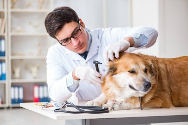 Veteriner kliniğinde Golden Retriever köpeğini muayene eden doktor.