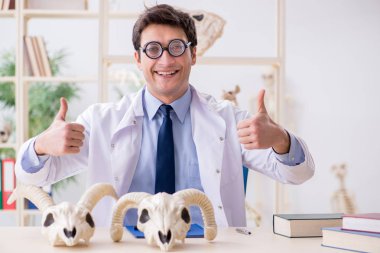 Komik çılgın profesör hayvan iskeletlerini inceliyor.