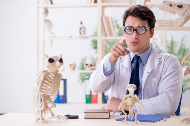 Komik çılgın profesör hayvan iskeletlerini inceliyor.