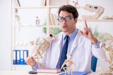 Komik çılgın profesör hayvan iskeletlerini inceliyor.
