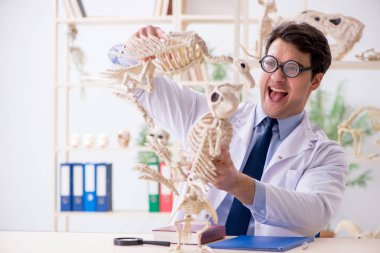 Komik çılgın profesör hayvan iskeletlerini inceliyor.