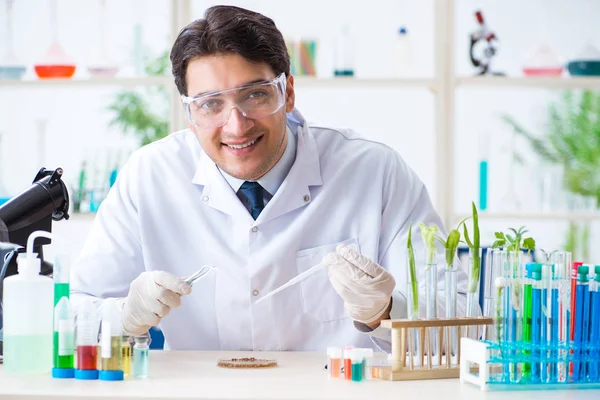 Biochimiste masculin travaillant en laboratoire sur les plantes — Photo