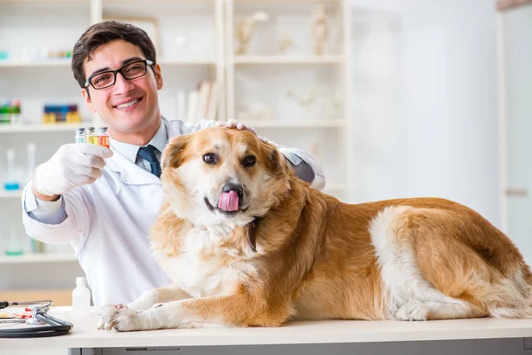 Läkare undersöker golden retriever hund på veterinärkliniken — Stockfoto