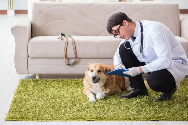 Vet doctor examining golden retriever dog at home visit — Stock Photo, Image