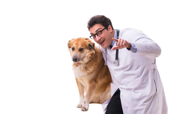 Veterinario medico esaminando cane golden retriever isolato su bianco — Foto Stock