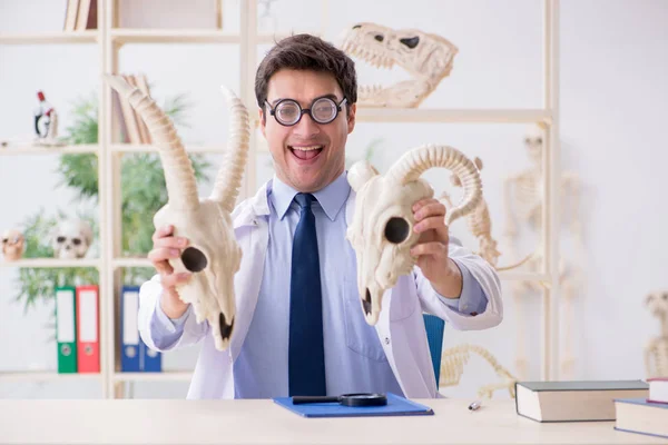 Vtipný šílený profesor studující zvířecí kostry — Stock fotografie