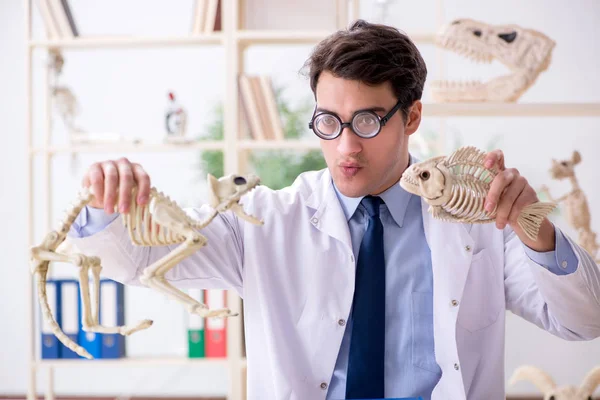 Grappige gekke professor die dierenskeletten bestudeert — Stockfoto