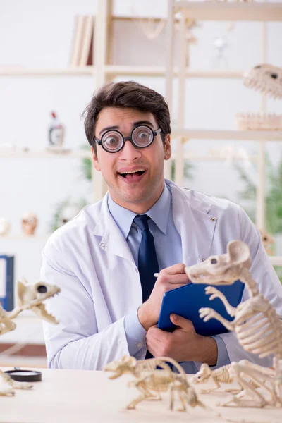 Profesor loco divertido estudiando esqueletos de animales —  Fotos de Stock