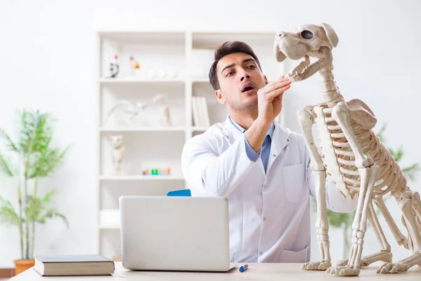 Medico veterinario pratica su scheletro di cane — Foto Stock