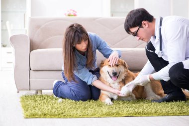 Veteriner doktor Golden Retriever köpeğini evinde ziyaret ediyor.