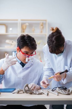 Profesör laboratuvarda insan iskeletini inceliyor.