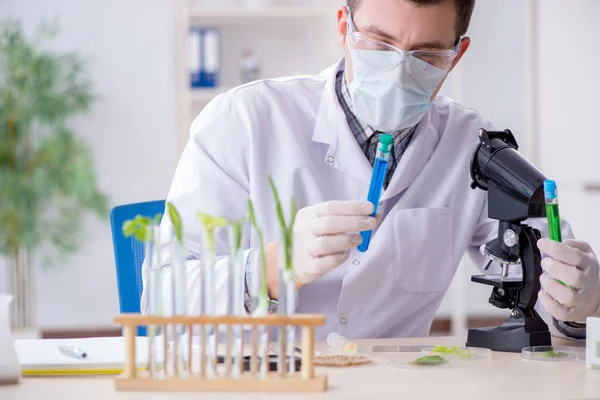 Männlicher Biochemiker arbeitet im Labor an Pflanzen — Stockfoto