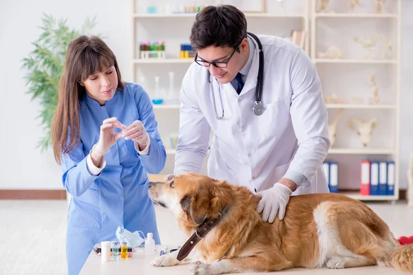 医生和助手在兽医室检查金毛猎犬 — 图库照片