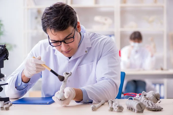 Profesör laboratuvarda insan iskeletini inceliyor.