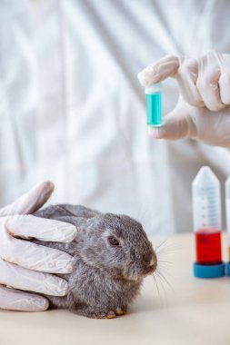 Veteriner doktor kliniğinde tavşanı kontrol ediyor.