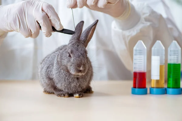 Vet doctor checking up rabbit in his clinic