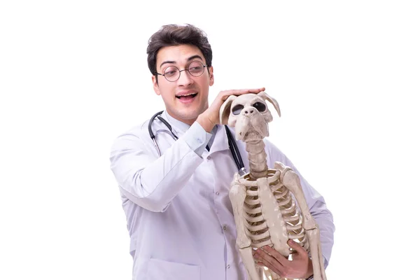 Doctor con esqueleto de perro aislado sobre fondo blanco — Foto de Stock