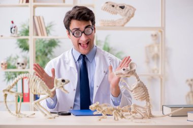 Komik çılgın profesör hayvan iskeletlerini inceliyor.
