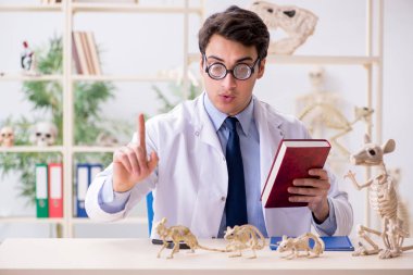 Komik çılgın profesör hayvan iskeletlerini inceliyor.