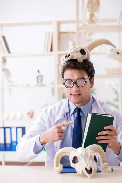 Profesor loco divertido estudiando esqueletos de animales — Foto de Stock