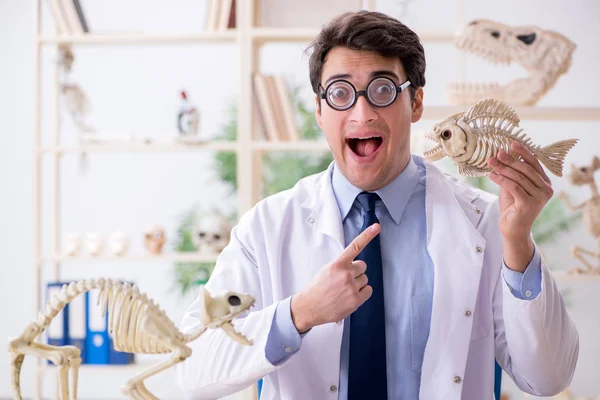 Grappige gekke professor die dierenskeletten bestudeert — Stockfoto