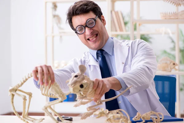 Grappige gekke professor die dierenskeletten bestudeert — Stockfoto