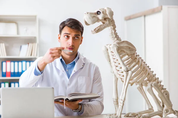 Medico veterinario pratica su scheletro di cane — Foto Stock