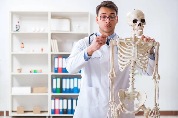 İskeleti beyaz olan Yong erkek doktoru. — Stok fotoğraf