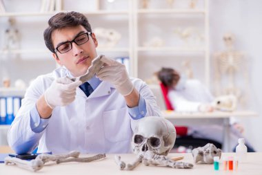 Profesör laboratuvarda insan iskeletini inceliyor.