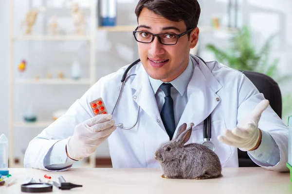 Bilim adamı hayvan tavşanı üzerinde test yapıyor. — Stok fotoğraf