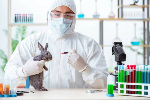 Veteriner doktor kliniğinde tavşanı kontrol ediyor.