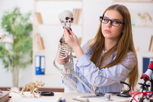 Studente seduto in classe e studiare scheletro — Foto Stock