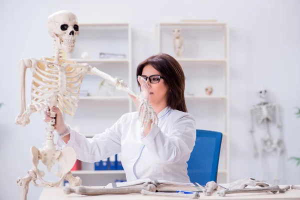 Medico che lavora in laboratorio sullo scheletro — Foto Stock