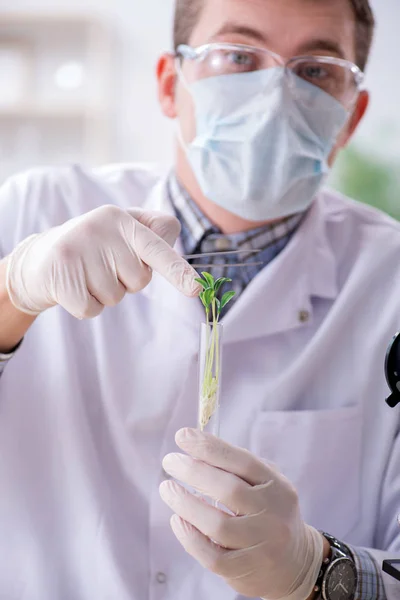 Männlicher Biochemiker arbeitet im Labor an Pflanzen — Stockfoto