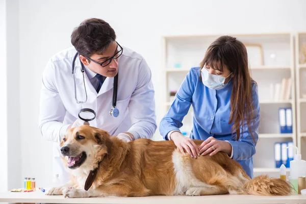 Doktor ve asistan veteriner kliniğindeki golden retriever köpeğini kontrol ediyor.