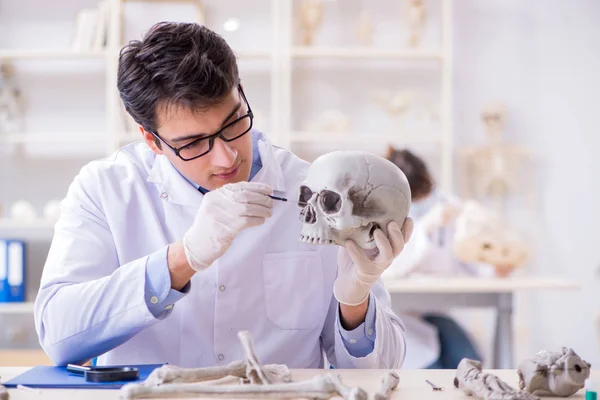 Profesör laboratuvarda insan iskeletini inceliyor. — Stok fotoğraf